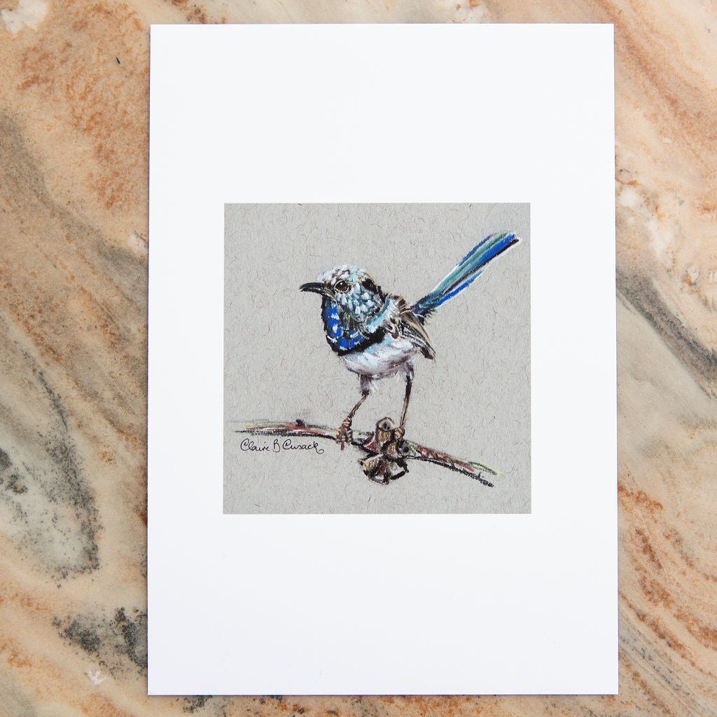 Juvenile Male Superb Fairy Wren Miniature Print