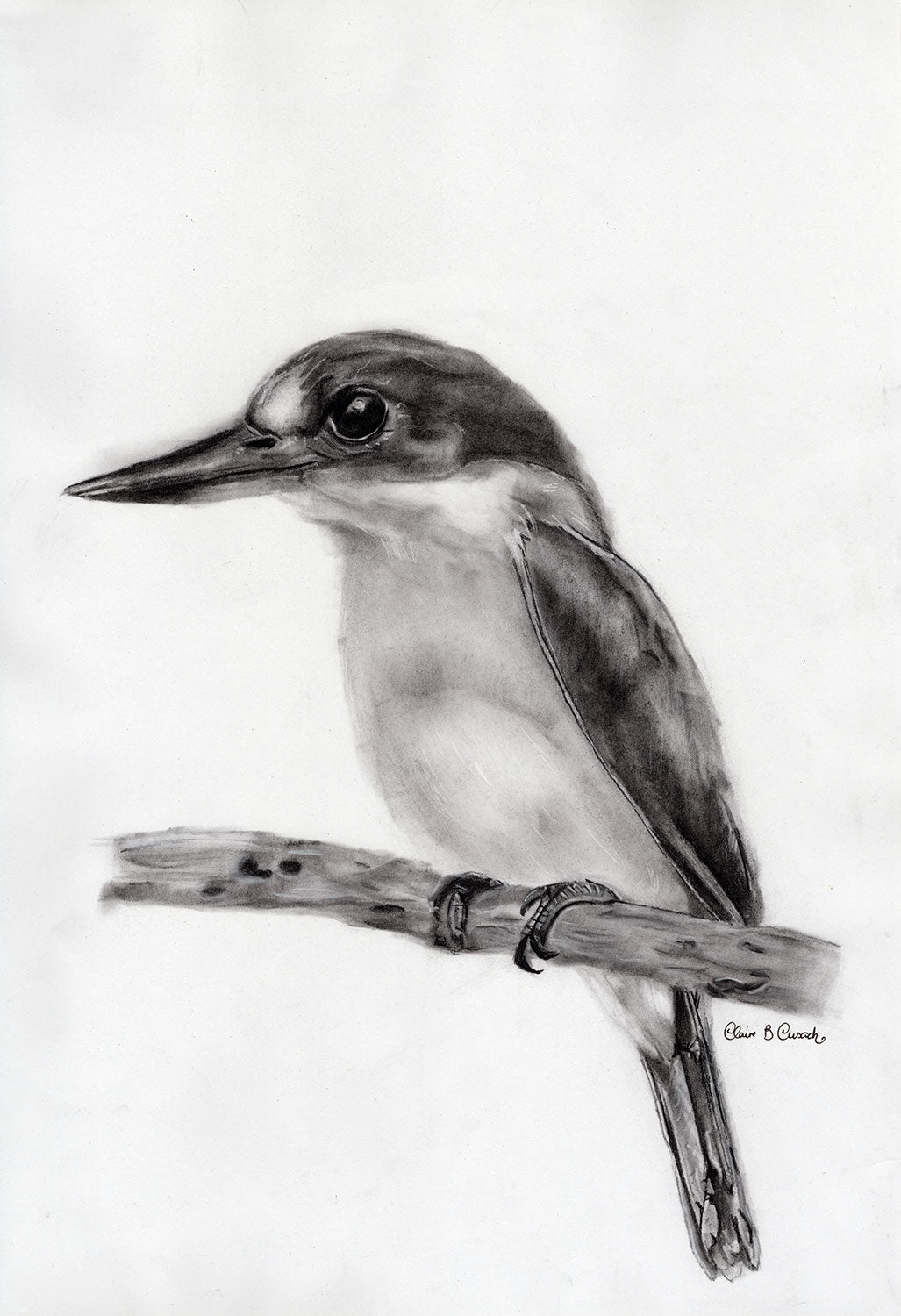 Australian Forest Kingfisher Limited-Edition Fine Art Charcoal Drawing (Signed & Numbered)