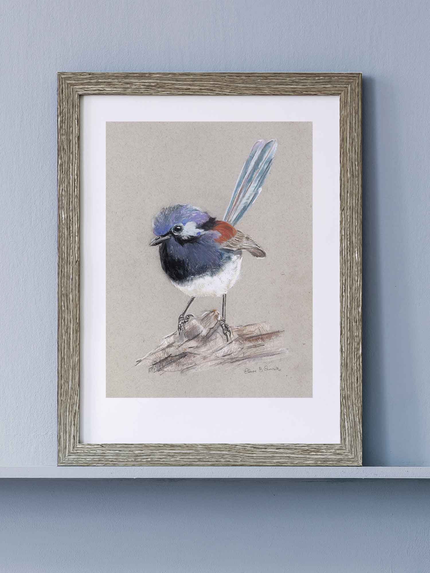 Blue Breasted Fairy-wren – Australian wildlife gift