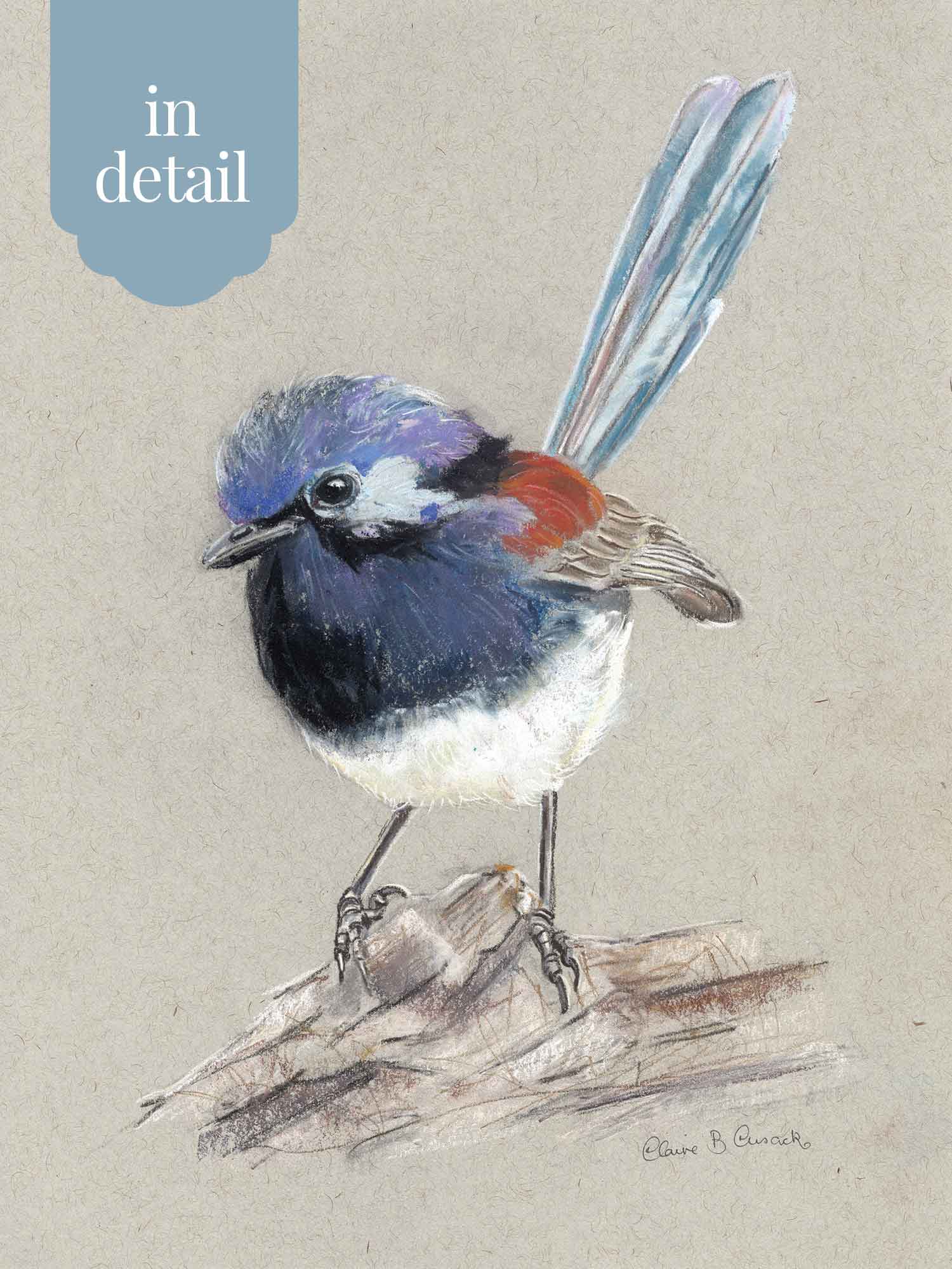 Blue Breasted Fairy-wren – Australian wildlife gift