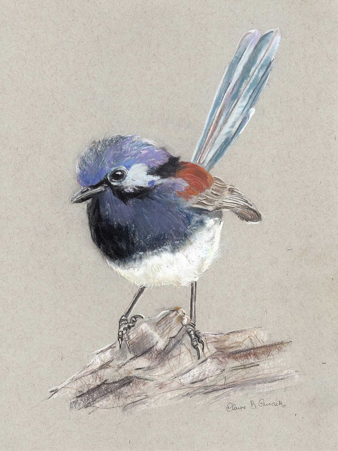 Blue Breasted Robin Limited-Edition Fine Art Print (Signed & Numbered)