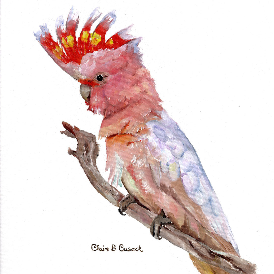 Australian pink cockatoo on branch