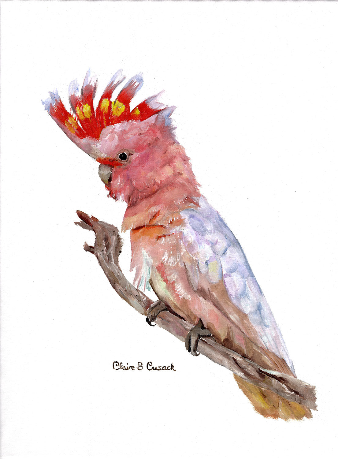 Australian pink cockatoo on branch