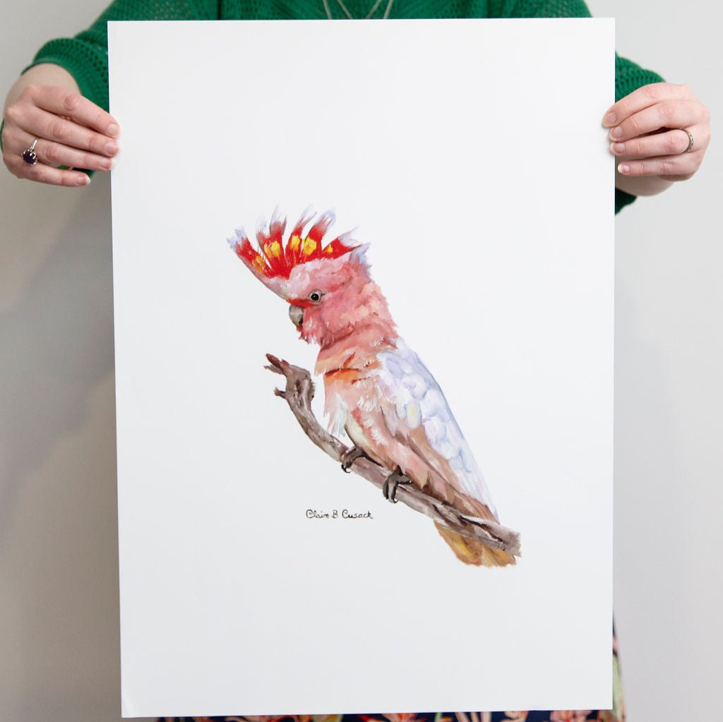 australian pink cockatoo on branch