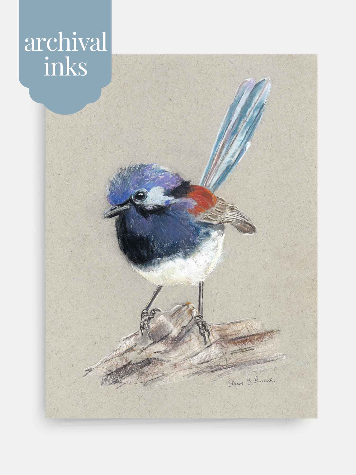 Blue Breasted Fairy-wren – Australian wildlife gift