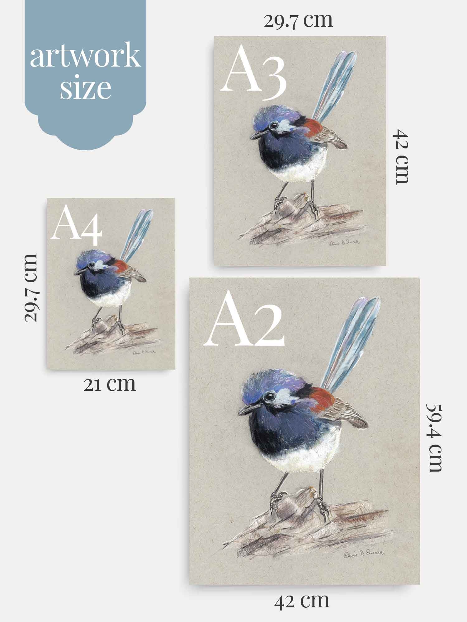 Blue Breasted Fairy-wren – Australian wildlife gift